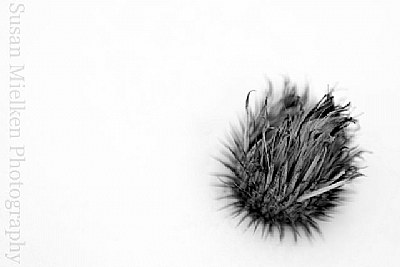 Canada Thistle and Snow