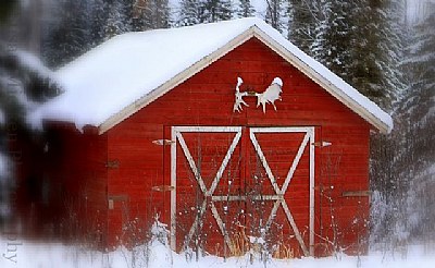 Forestdale Shed