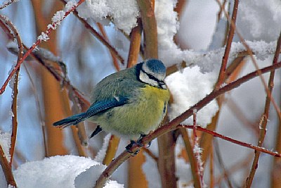 Blue tit