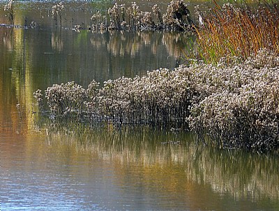 Marsh Light