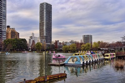 Swan Boats