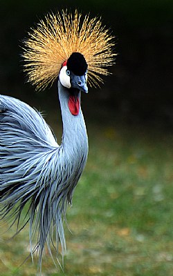  Crowned Crane