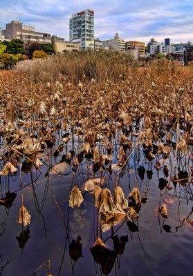 Winter Lotus Pond