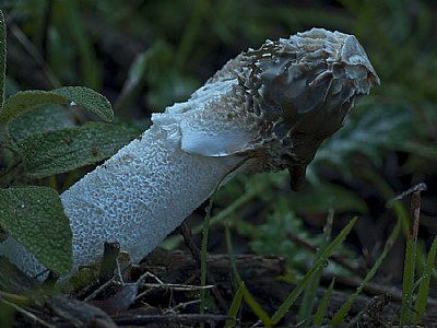Phallic Fungus
