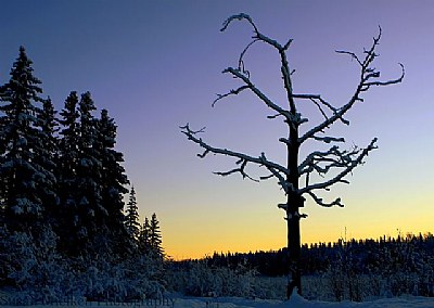 Over the Moose Swamp