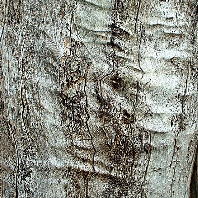 Tree's skin