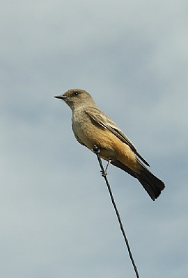 Bird on an antenna
