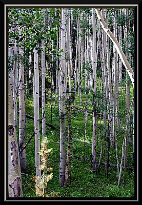 Aspens