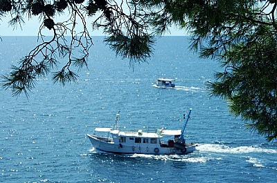 Tree & Boats