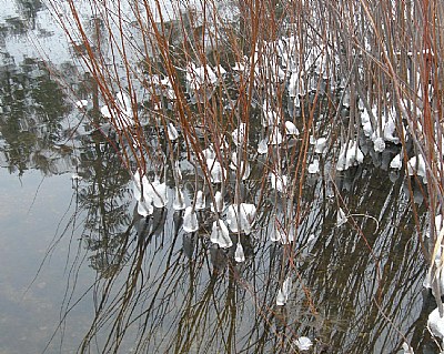 Ice Willow