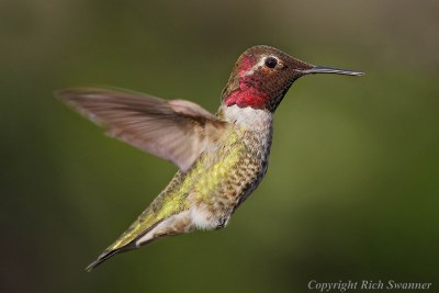 Lil' Red The Hummingbird