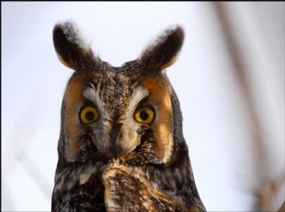 Long-Eared Owl II