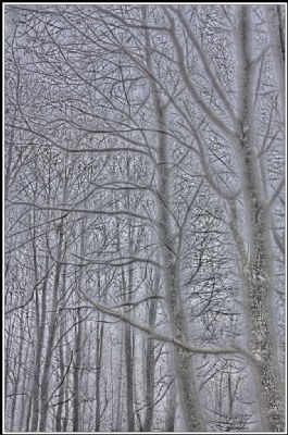 La nebbia e il bosco