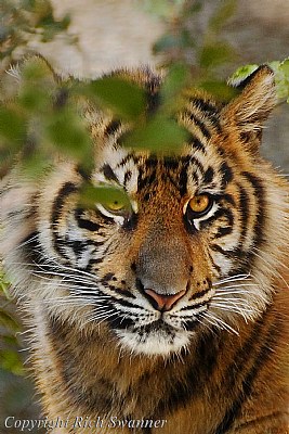 Sumatran Tiger