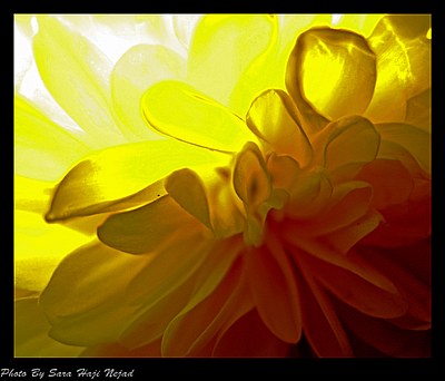 A Yellow Flower