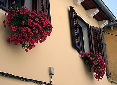 Flowers & Windows