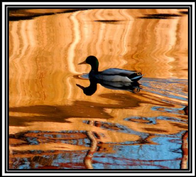 Duck Kwak Atumnal Reflection.