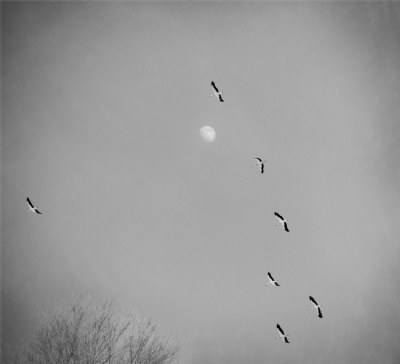 moon storks