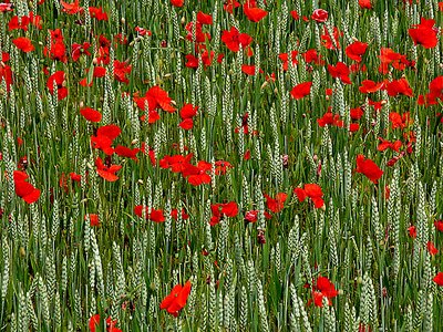 Poppies