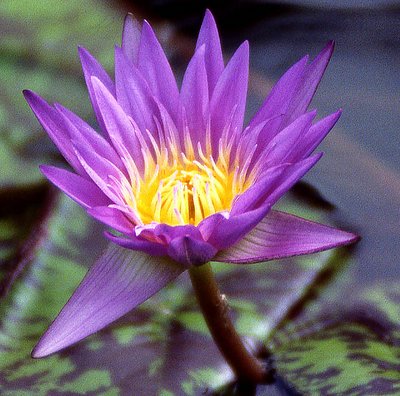 Water Lily