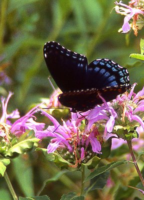 Morning Butterfly
