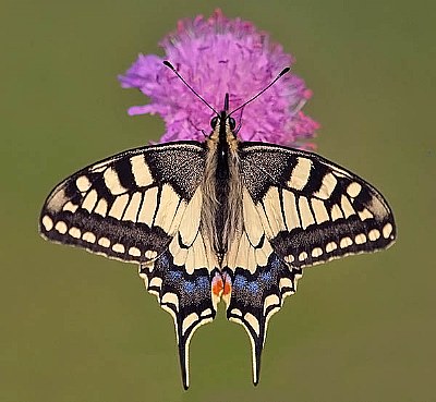 Papilio macaon