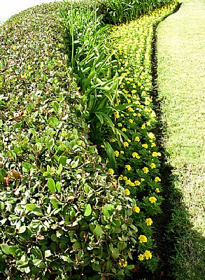 Fence & Flowers