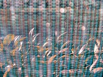 Through the net 2