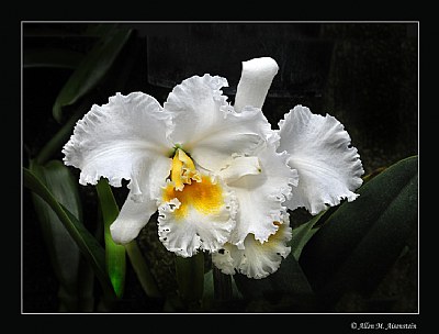 Cattleya Orchid (d5251)