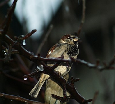 sparrow