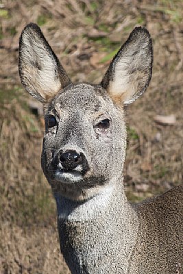 Deer portrait