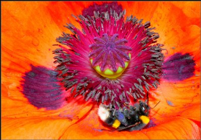 RED POPPY REVELS BUMBLE-BEE