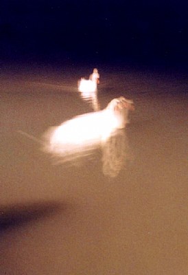 Night Swans 1