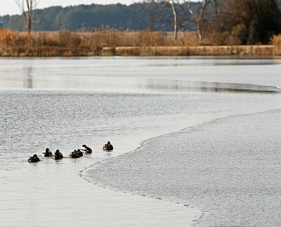 Cruising the Ice Line