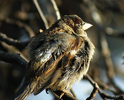 Sparrow in the wind