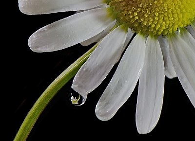 Daisy drop