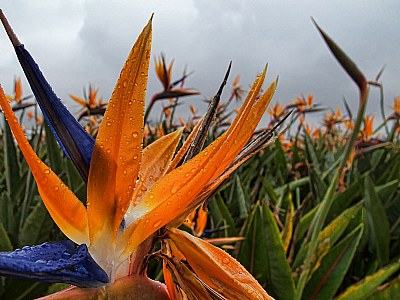 Bird of Paradise