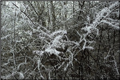 hoarfrost needles