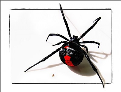 Redback Spider Egg