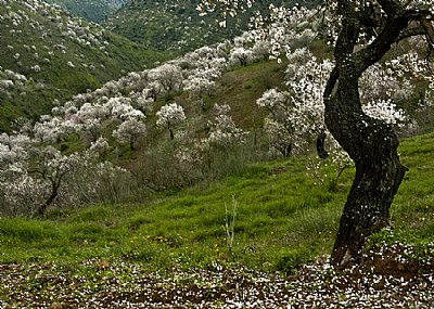 Sea of almond Blossom