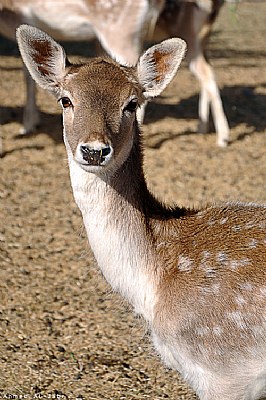 Deer's Beauty 