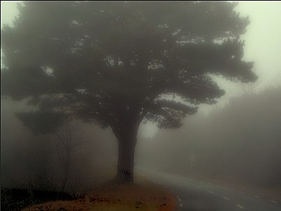 into the fog.4