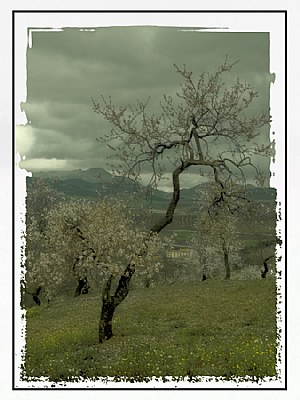 Almond Tree