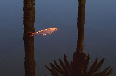 Carp In The Shadows