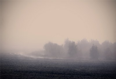 De la niebla