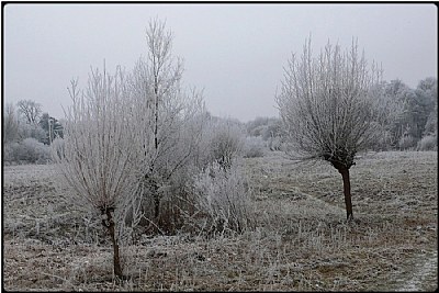 hoarfrost willows