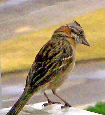 Sad Sparrow