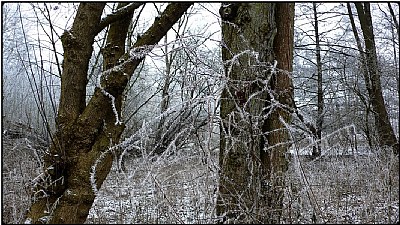 hoarfrost wood