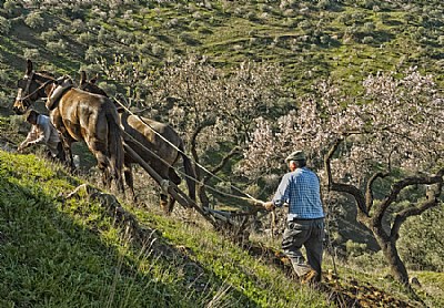 Between Almonds