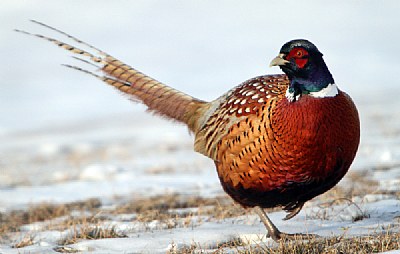  Ringneck Pheasant